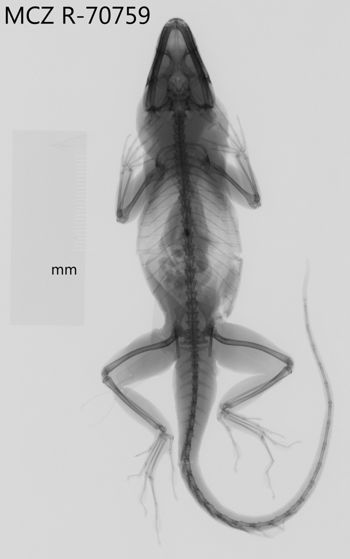 Media type: image;   Herpetology R-70759 Aspect: dorsoventral x-ray